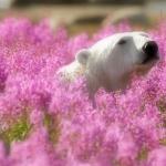 Polar Bear Flower Fields meme