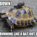 Snail riding turtle | SLOW DOWN ! YOU'RE RUNNING LIKE A BAT OUT OF HELL ! | image tagged in snail riding turtle | made w/ Imgflip meme maker
