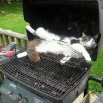 Grill cat meme