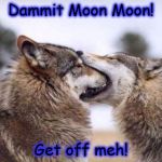 Moon Moon 2 | Dammit Moon Moon! Get off meh! | image tagged in moon moon 2 | made w/ Imgflip meme maker