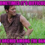It Ain't Always Easy Being Different... | SOMETIMES IT'S DIFFICULT; BEING AN ORCHID AMONG THE DANDELIONS | image tagged in memes,daryl dixon,the walking dead,flowers,different | made w/ Imgflip meme maker