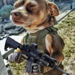 D-day Doggo