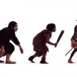 Evolution 