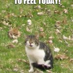 i caught the feels | I DIDN'T WANT TO FEEL TODAY! | image tagged in memes,funny,cat,funny cat,cat memes,funny cat memes | made w/ Imgflip meme maker