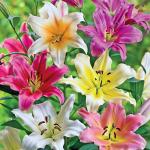 Lily lover