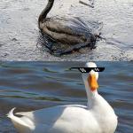Oil Spill Duck