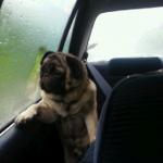 Introspective pug