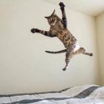 Flying kitteh
