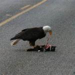 eagle roadkill hilary