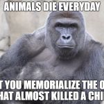 harambe | ANIMALS DIE EVERYDAY; YET YOU MEMORIALIZE THE ONE THAT ALMOST KILLED A CHILD | image tagged in harambe | made w/ Imgflip meme maker