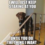 I will just keep staring at you until you do the thing I want  | I WILL JUST KEEP STARING AT YOU; UNTIL YOU DO THE THING I WANT | image tagged in chuckie the chocolate lab,funny,funny dog memes,funny memes,labrador,dogs | made w/ Imgflip meme maker