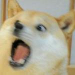 Doge freaks out