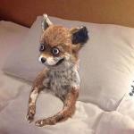 Fox in bed