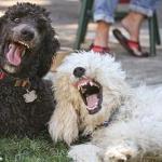 POODLES LAUGHING