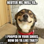 Good Dog Greg | NEUTER ME, WILL YA... I POOPED IN YOUR SHOES.  HOW DO YA LIKE THAT? | image tagged in good dog greg | made w/ Imgflip meme maker