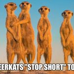 Meerkat Boob | MEERKATS "STOP SHORT" TOO! | image tagged in meerkat boob | made w/ Imgflip meme maker