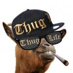 thug life camel meme