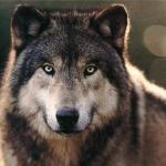 Wolf Serious Look MK Ultra