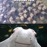 Sting Rays | ON THIS YEARS MIGRATION; WE HAD SOME WILD FORAYS | image tagged in sting rays | made w/ Imgflip meme maker