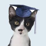 Graduation cat