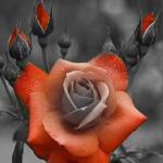red rose of gray