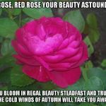 The Beauty of the Red Rose | RED ROSE, RED ROSE YOUR BEAUTY ASTOUNDS ME; AS YOU BLOOM IN REGAL BEAUTY STEADFAST AND TRUE
TILL THE COLD WINDS OF AUTUMN WILL TAKE YOU AWAY | image tagged in red roses,autumn,cold winds | made w/ Imgflip meme maker