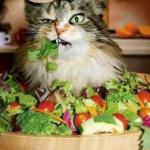 salad-cat meme