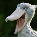 Shoebill Stork meme