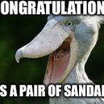 Shoebill Stork delivers Twins !  | CONGRATULATIONS! IT'S A PAIR OF SANDALS! | image tagged in shoebill stork,pregnancy,baby,twins,funny,stork | made w/ Imgflip meme maker