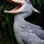 Laughing Stork