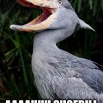 I'm here all week, and I've eaten the fish .... | WHAT SNEEZES AND DELIVERS HIGH HEELS AT THE SAME TIME? AAAAHHH SHOEBILL STORK | image tagged in laughing stork,shoes,funny,jokes | made w/ Imgflip meme maker
