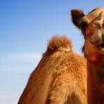 camel 00024