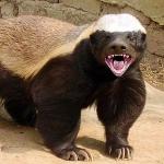 Honey Badger meme