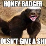 Honey Badger Doesn't Give a Shit | HONEY BADGER; DOESN'T GIVE A SHIT | image tagged in honey badger,give a shit | made w/ Imgflip meme maker