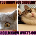 Cat Memes | WHEN YOU KNOW YOU SHOULDN'T LOOK; YOU SHOULD KNOW WHAT'S COMING! | image tagged in cat memes | made w/ Imgflip meme maker
