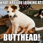 Butthead | WHAT ARE YOU LOOKING AT? BUTTHEAD! | image tagged in butthead | made w/ Imgflip meme maker