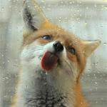 Fox tongue meme