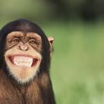 Smiling chimp meme