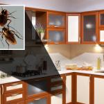 Home pest control service