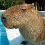 Caption this image, and post it in the comments.  | CAPTION THIS; IN THE COMMENTS. | image tagged in side eye capybara,caption this | made w/ Imgflip meme maker