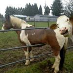 Horse in fence