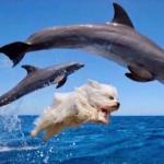 Dog swims with dolphins 
