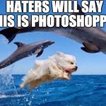 Pic taken last summer | HATERS WILL SAY THIS IS PHOTOSHOPPED | image tagged in dog swims with dolphins,haters gonna hate,dog,dolphins,photoshop,iwanttobebacon | made w/ Imgflip meme maker