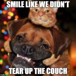 dogs an cats | SMILE LIKE WE DIDN'T; TEAR UP THE COUCH | image tagged in dogs an cats | made w/ Imgflip meme maker