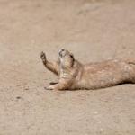 Raise Hand Prairie Dog