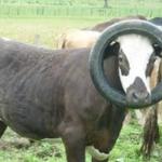 Cow tire