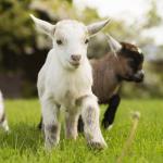 Goats-Running