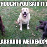 We thought you said it was Labrador weekend?!  | WE THOUGHT YOU SAID IT WAS; LABRADOR WEEKEND?! | image tagged in labs,chuckie the chocolate lab,labor day,labrador,weekend,holiday | made w/ Imgflip meme maker