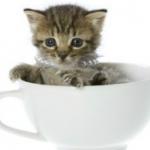 Tea cup cat meme