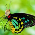 doge butterfly
